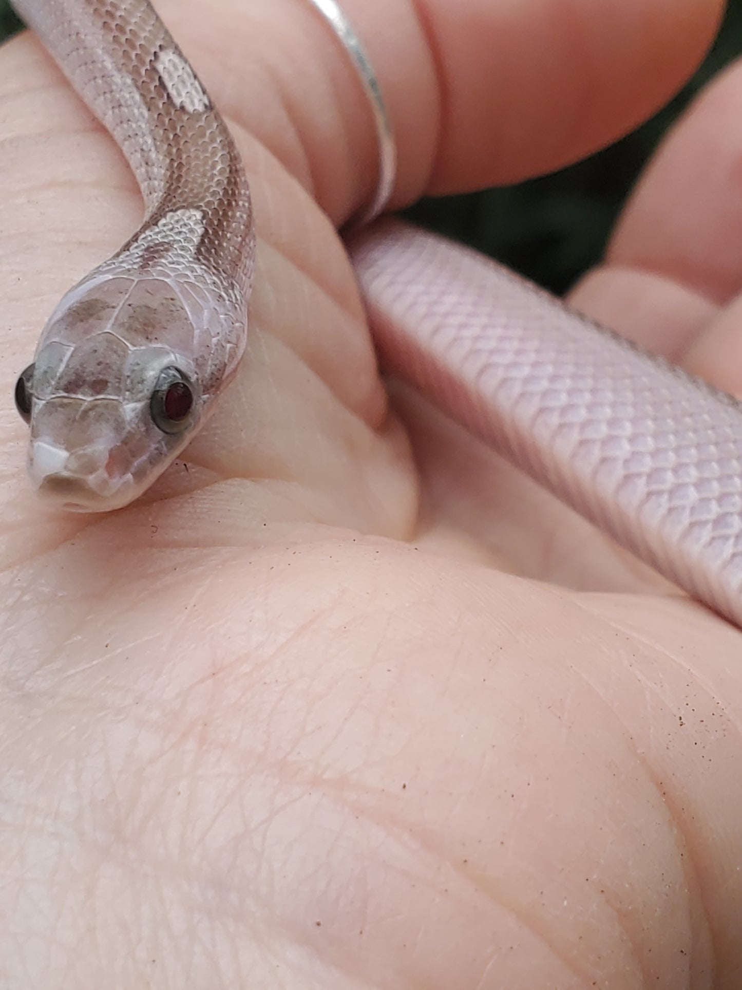 "Fenrir" RoCo12406 Granite Motley-Stripe Pied