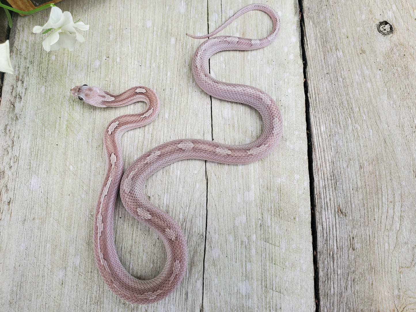 "Fenrir" RoCo12406 Granite Motley-Stripe Pied