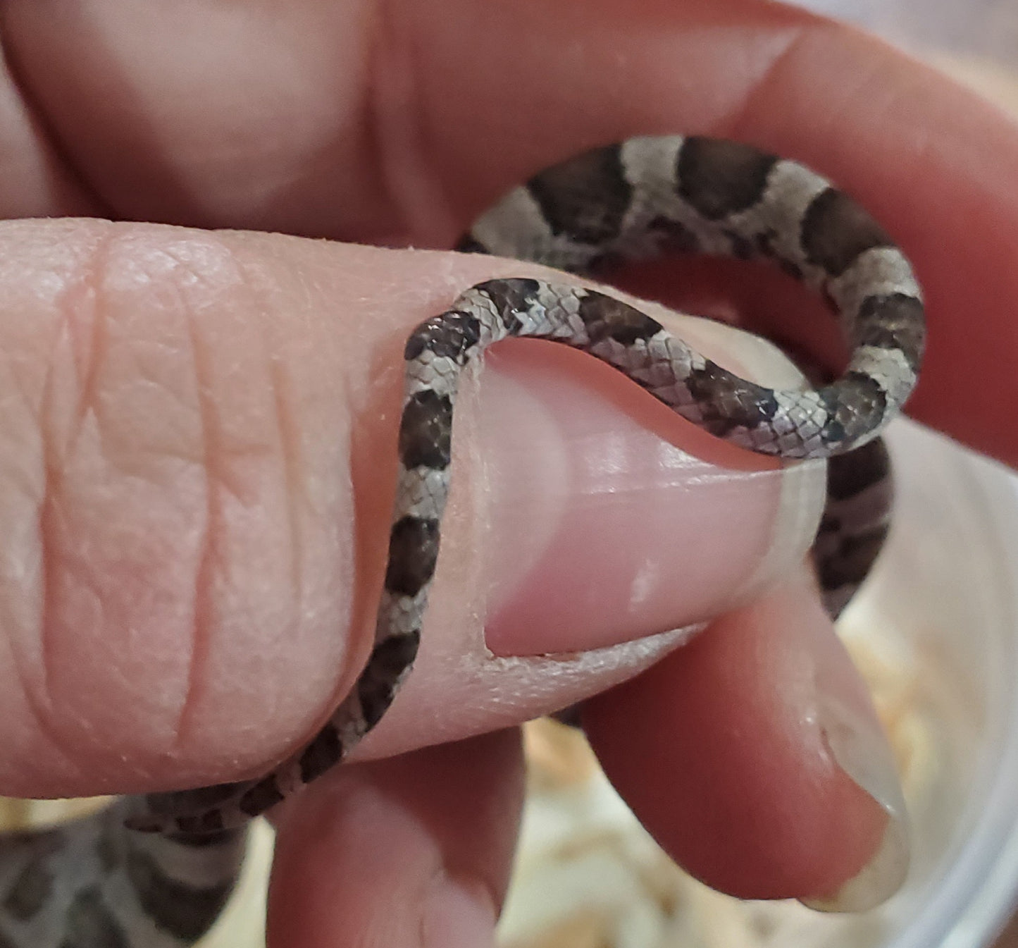 "Hershey" JuDr22401 light anery