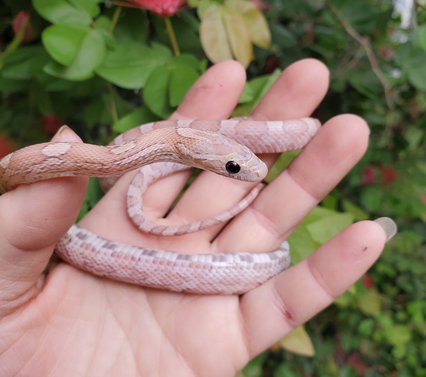 "Gummy Bear" JuDr12408