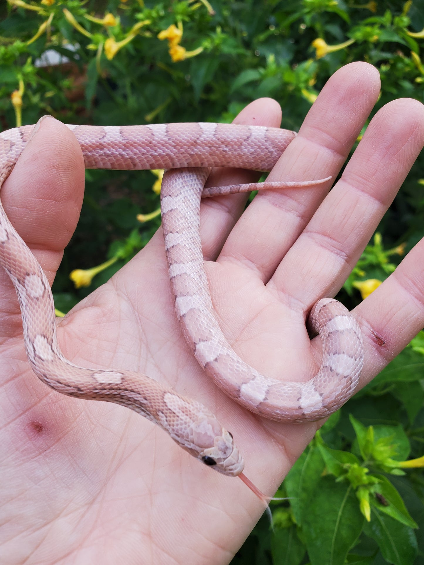 "Gummy Bear" JuDr12408