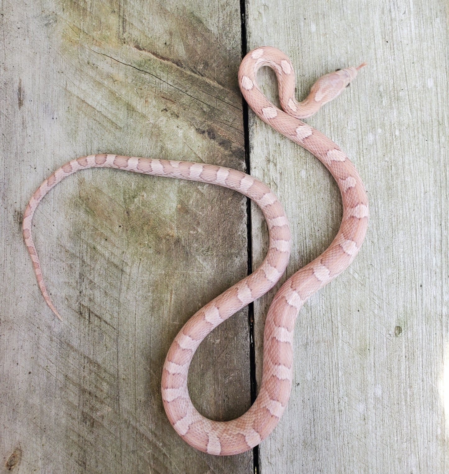 "Gummy Bear" JuDr12408