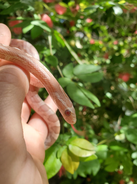 "Starburst" JuDr12410