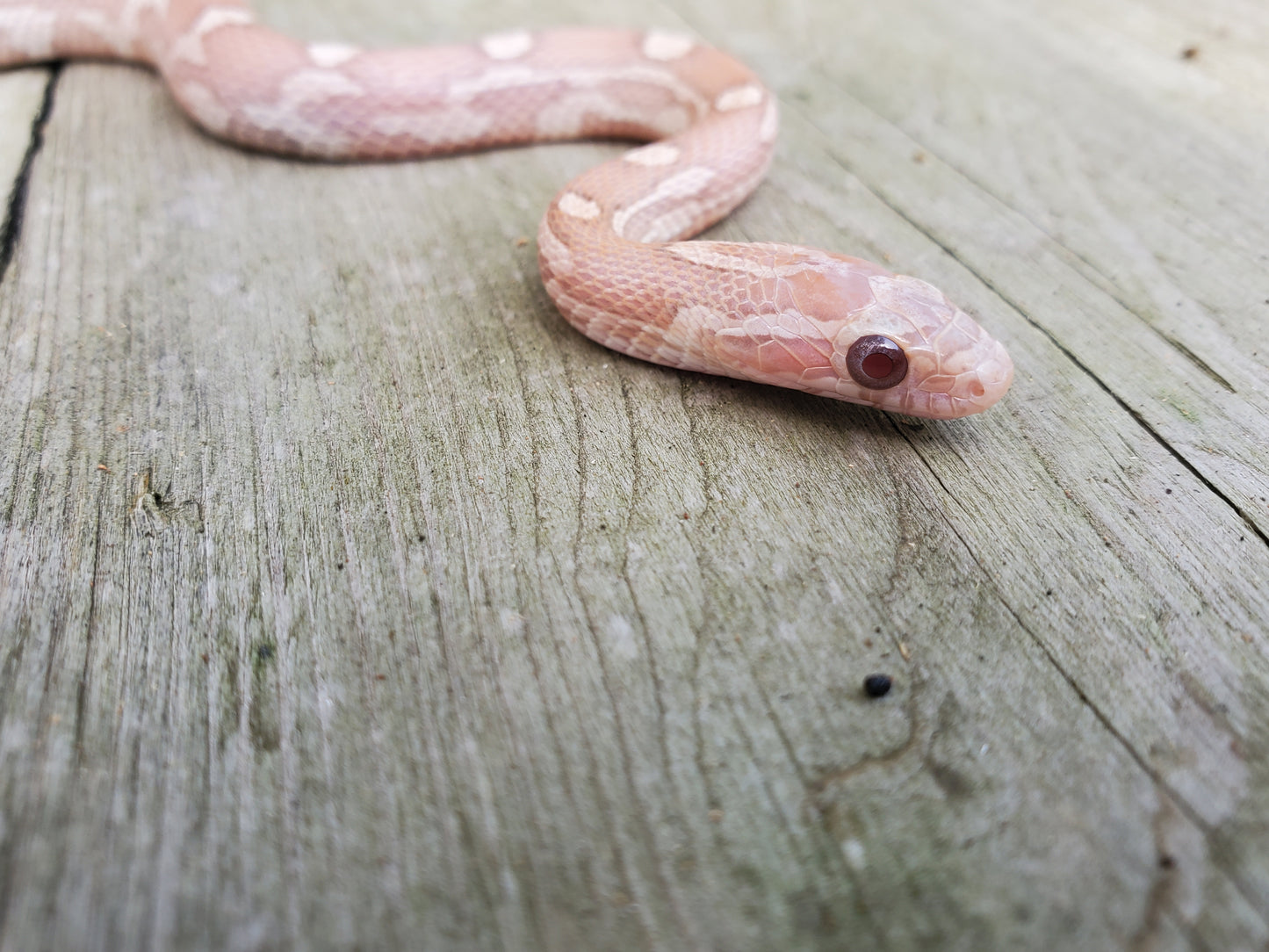 "Starburst" JuDr12410