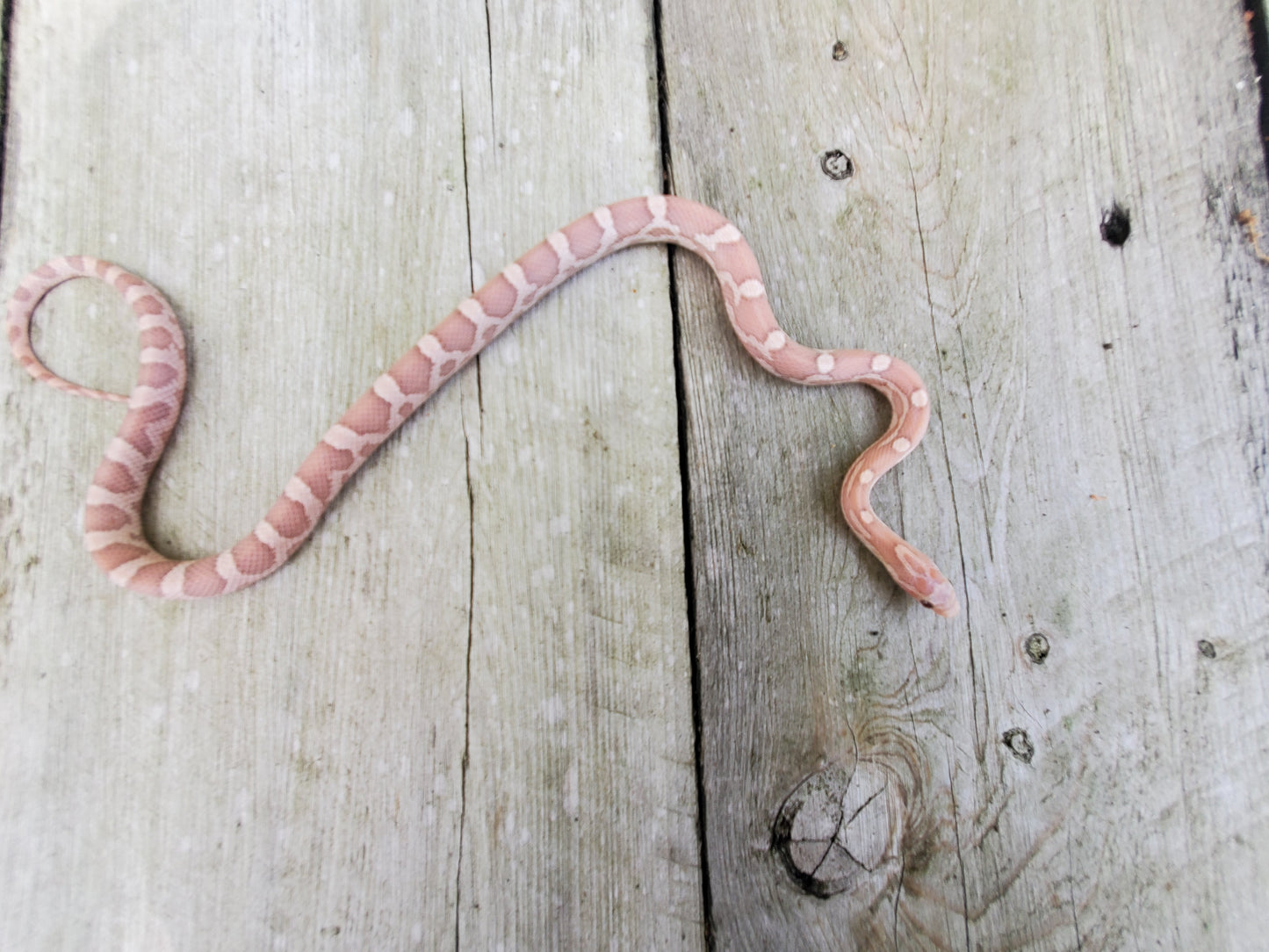 "Starburst" JuDr12410