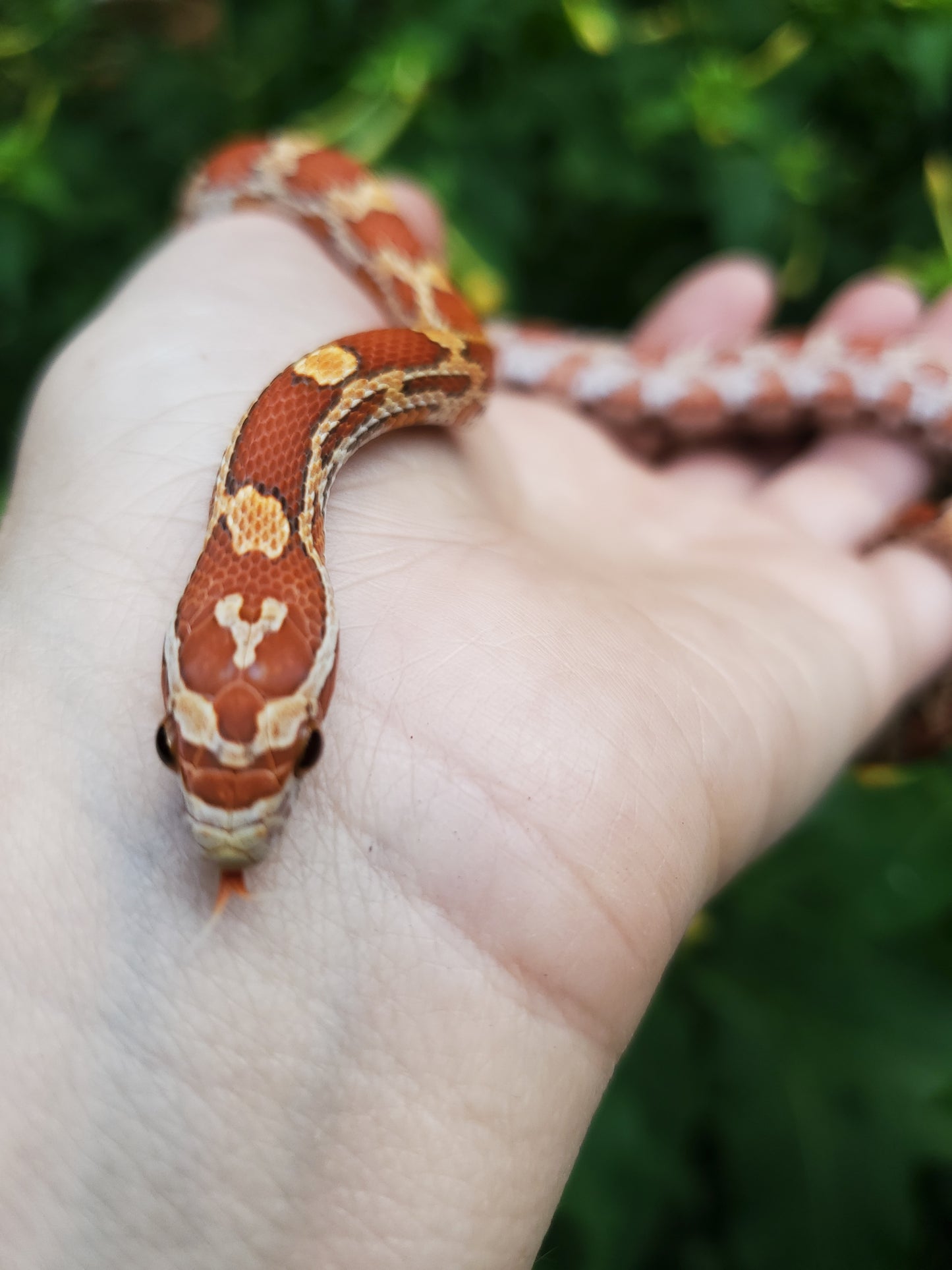 "Butterscotch" JuDr12412