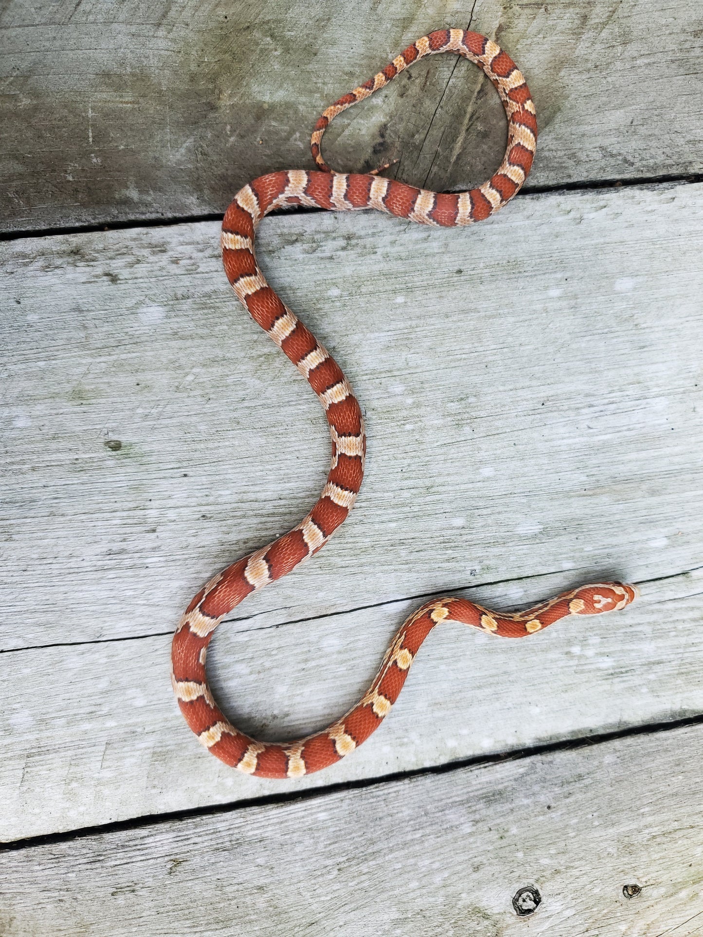 "Butterscotch" JuDr12412