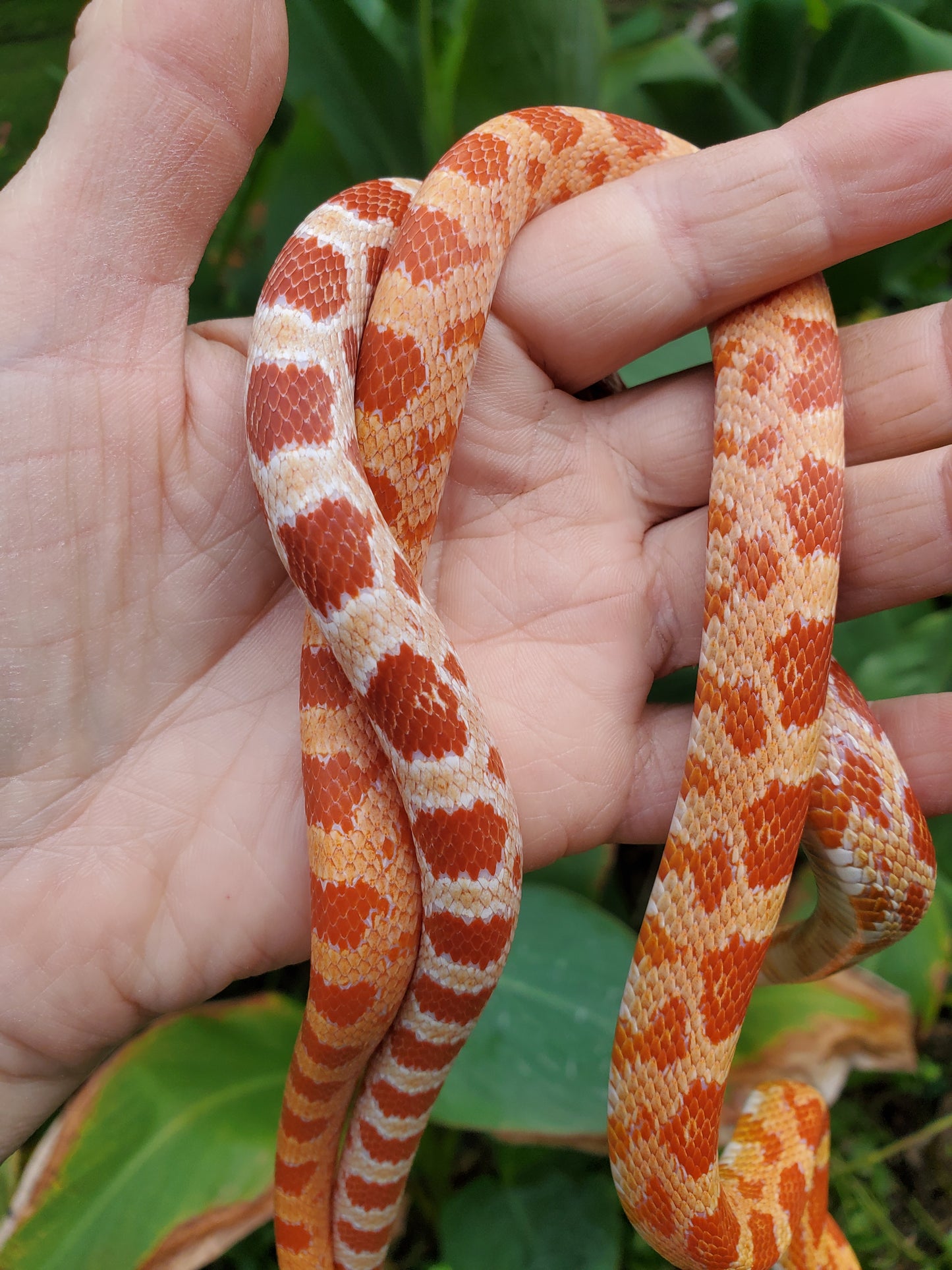 "Tangerine" GaLe12417