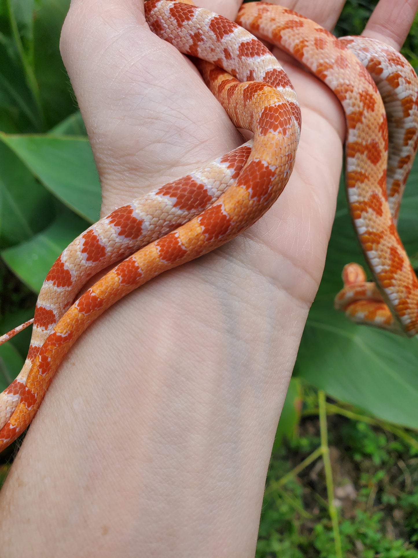 "Tangerine" GaLe12417