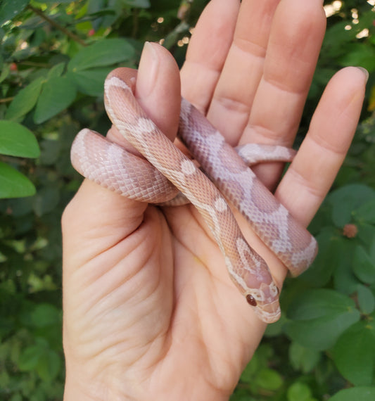 "Pixie Stick" JuDr12401