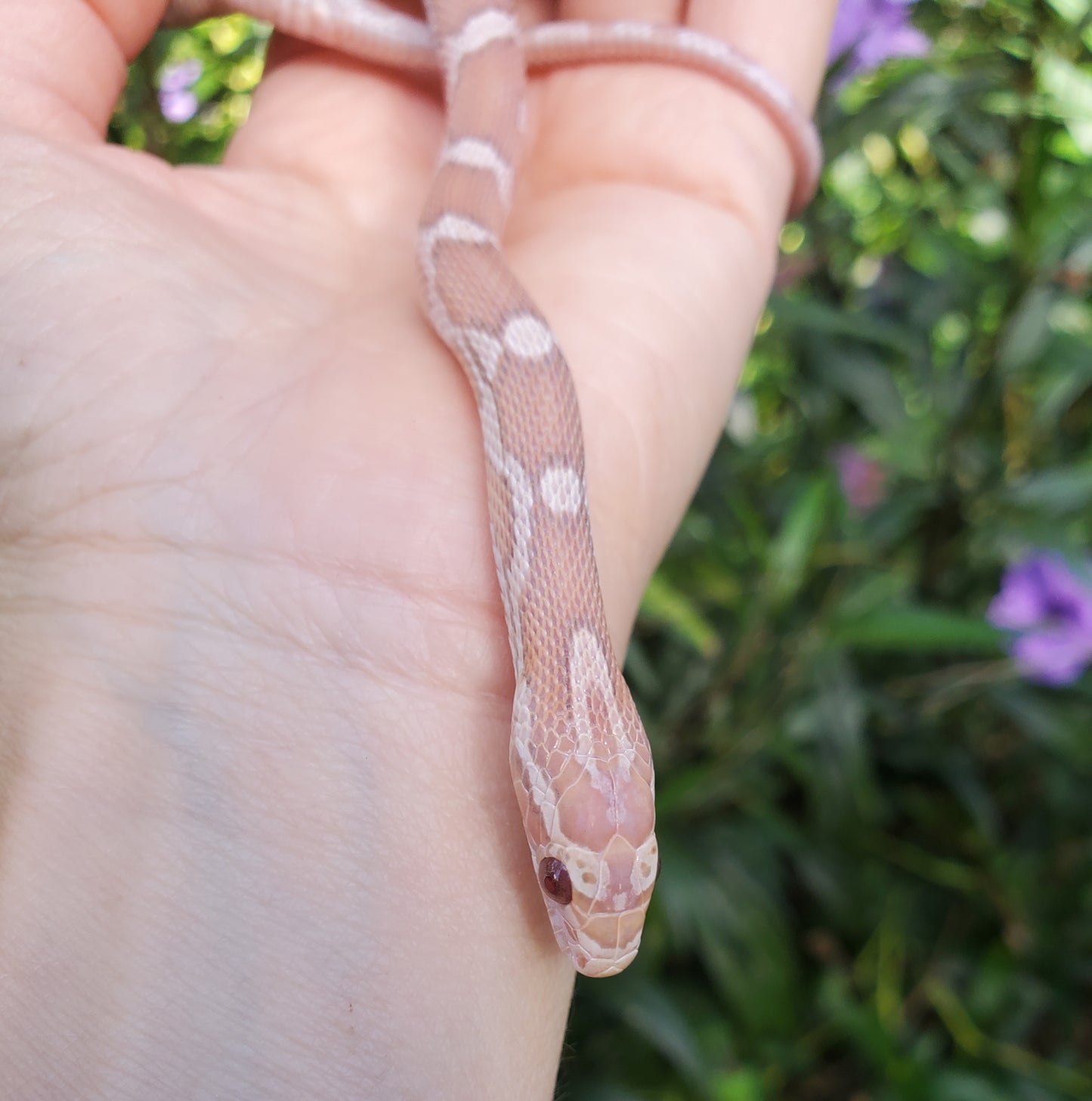 "Pixie Stick" JuDr12401