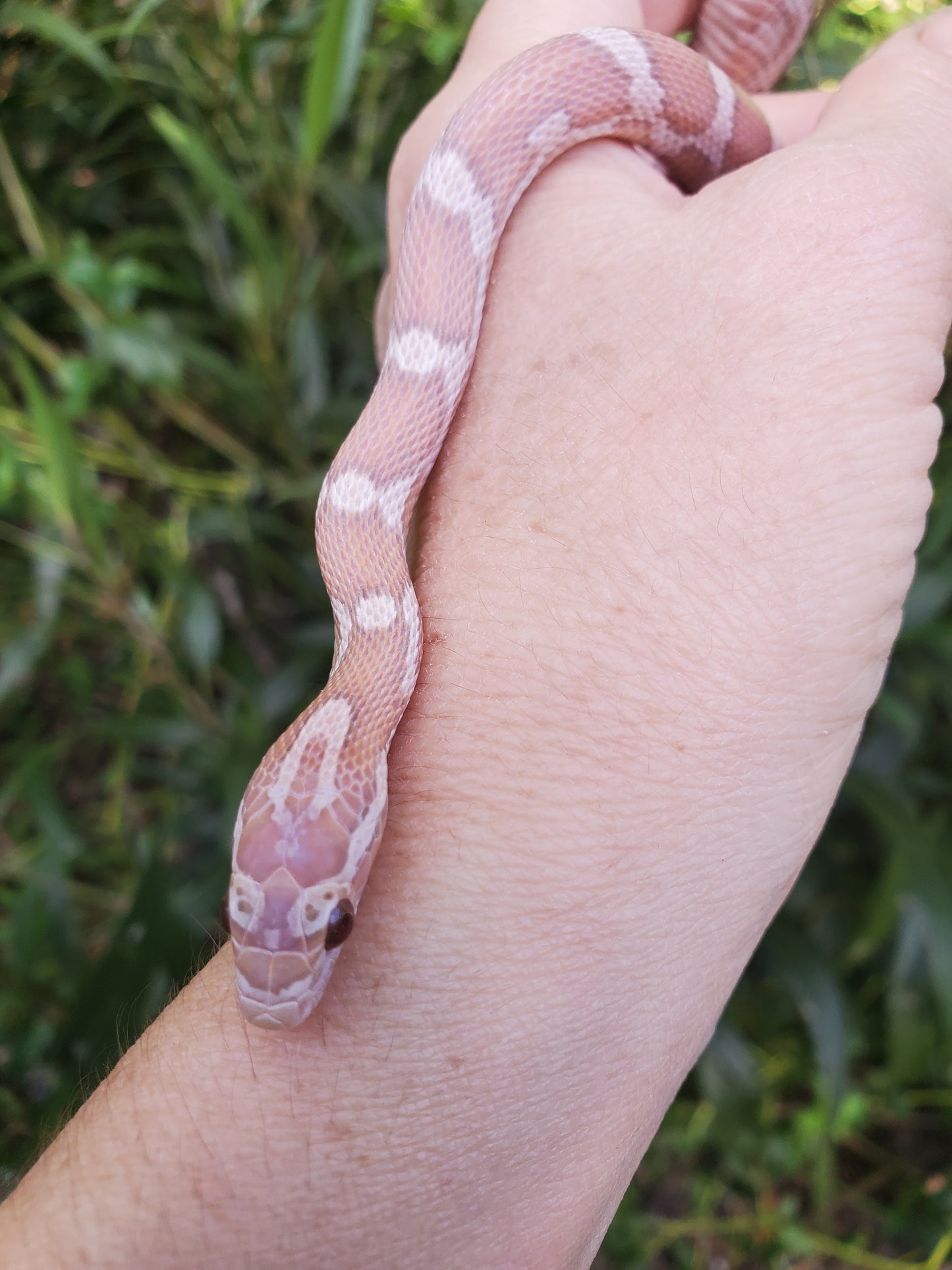 "Pixie Stick" JuDr12401