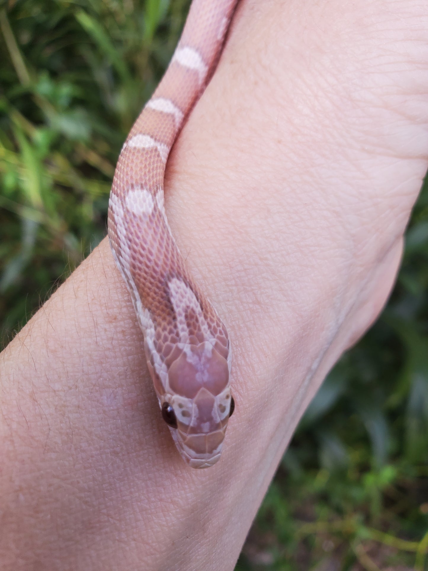 "Pixie Stick" JuDr12401