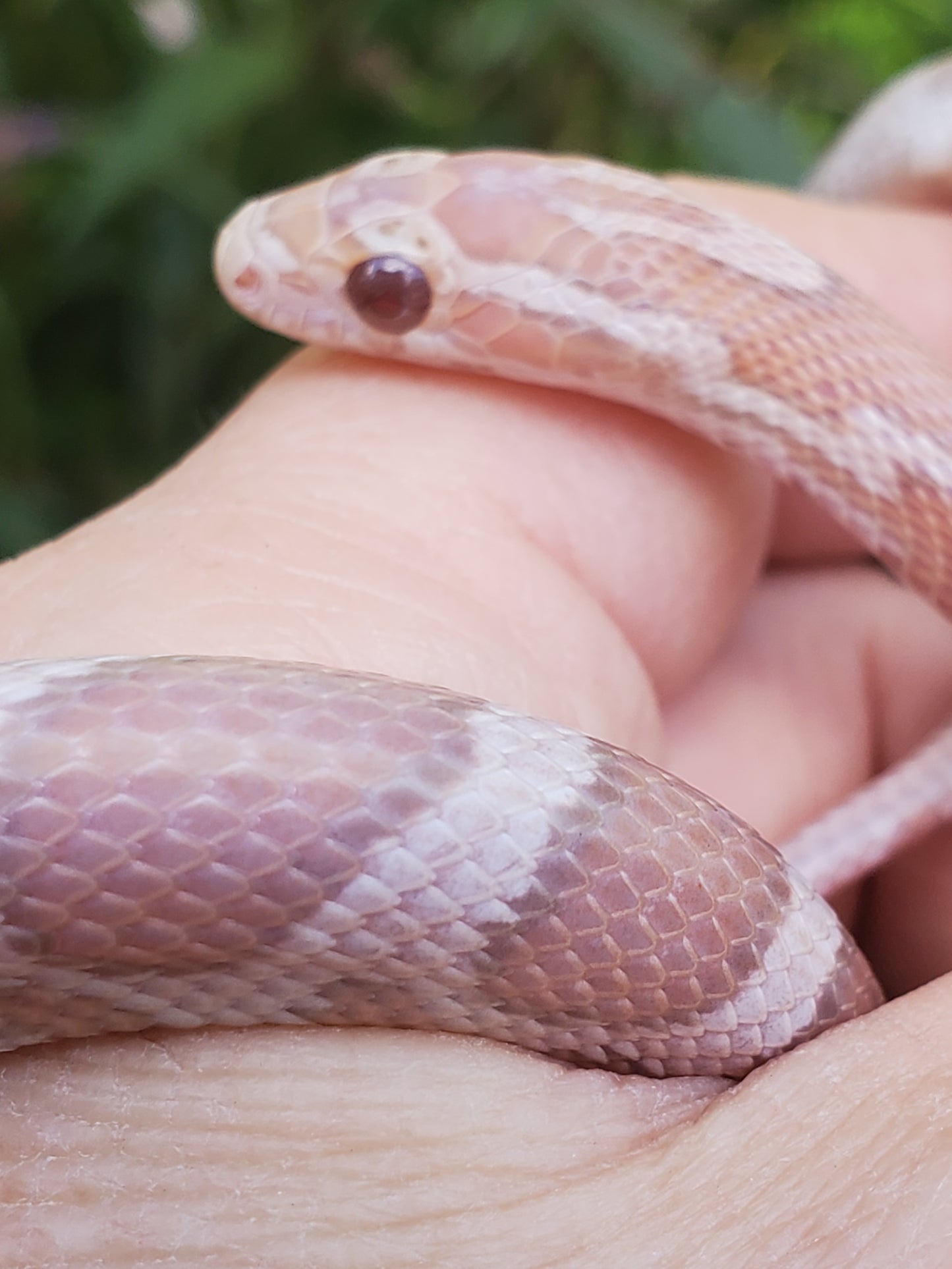 "Pixie Stick" JuDr12401