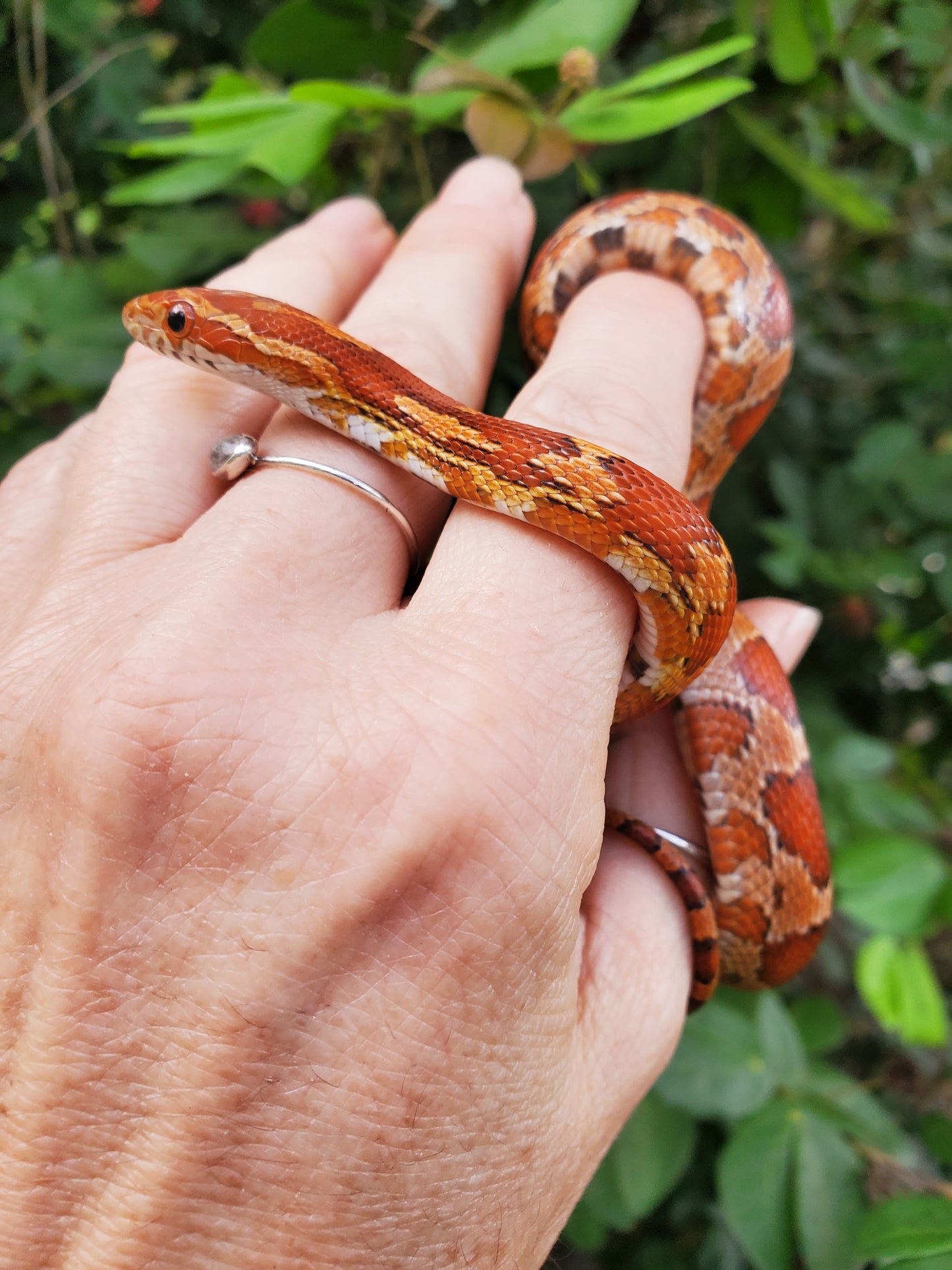 "Tootsie" JaLav12402