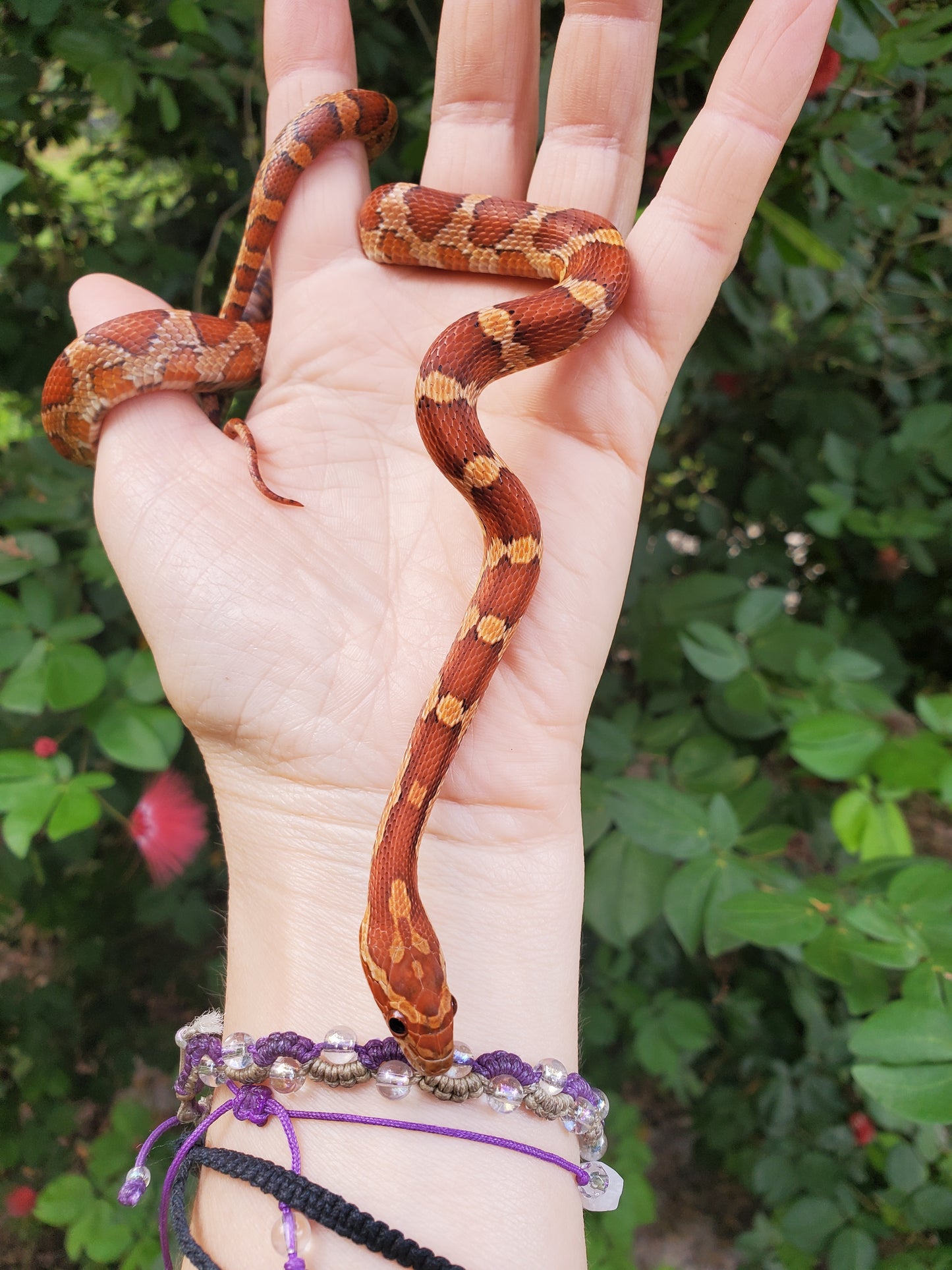 "Tootsie" JaLav12402