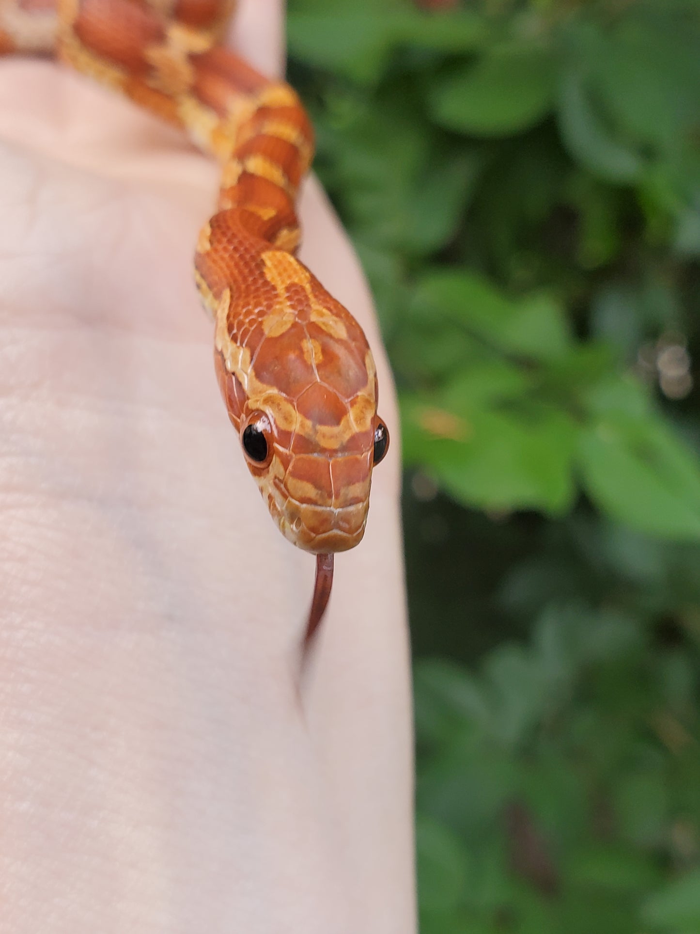 "Tootsie" JaLav12402