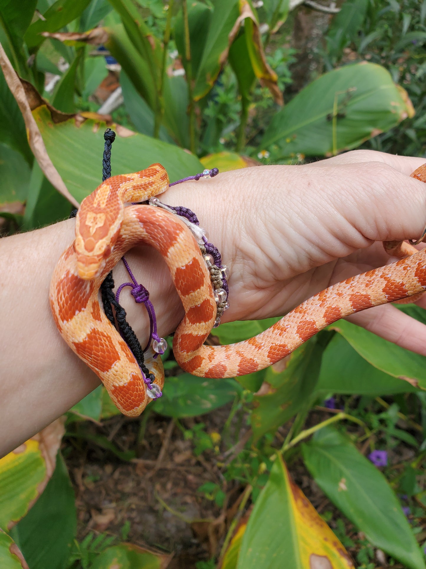 "Tangerine" GaLe12417