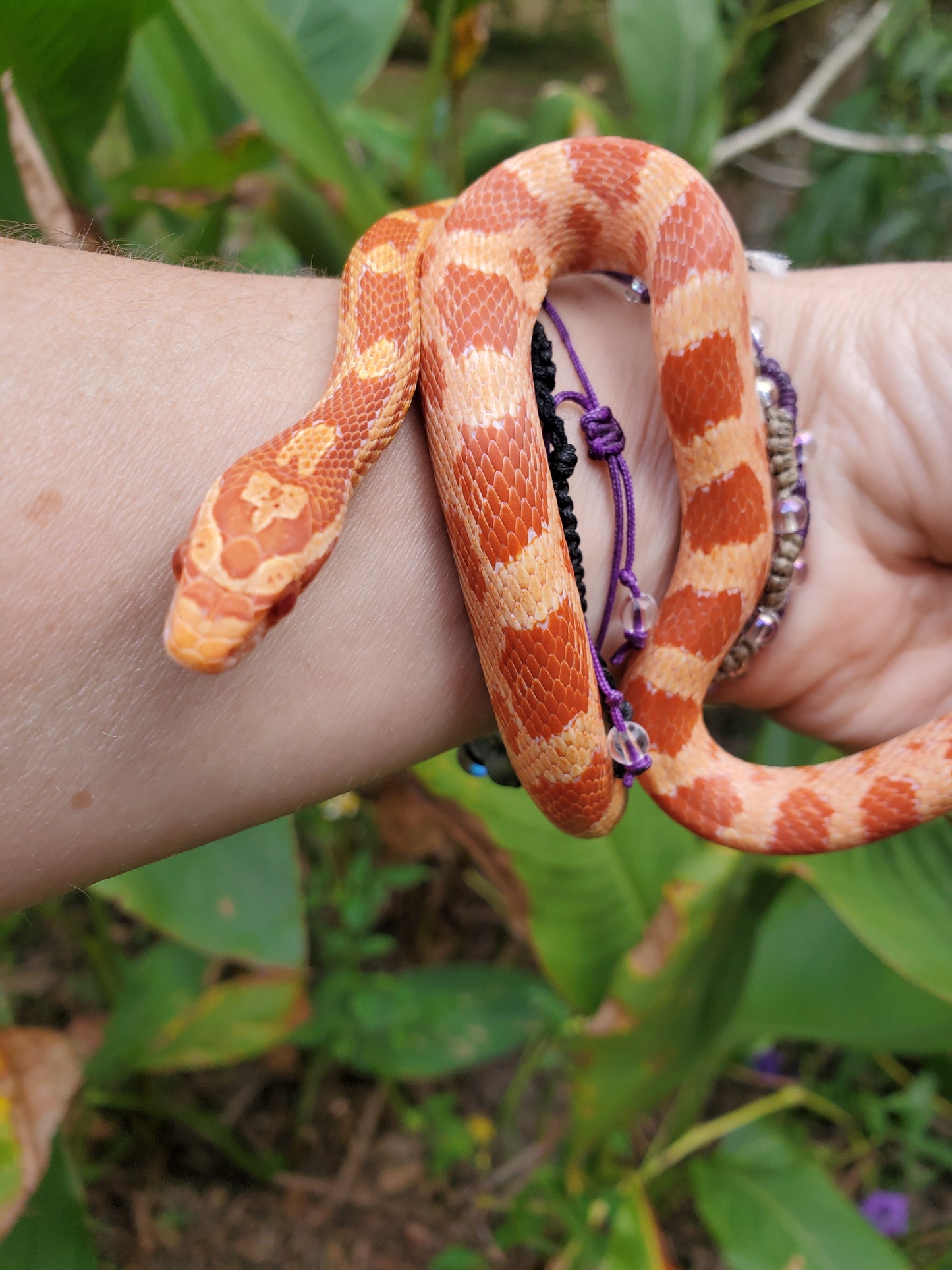 "Tangerine" GaLe12417