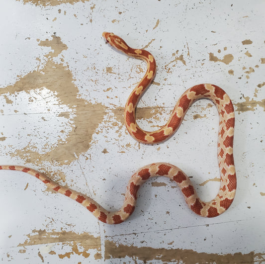 "Gobstopper" GaLe12410 Amel