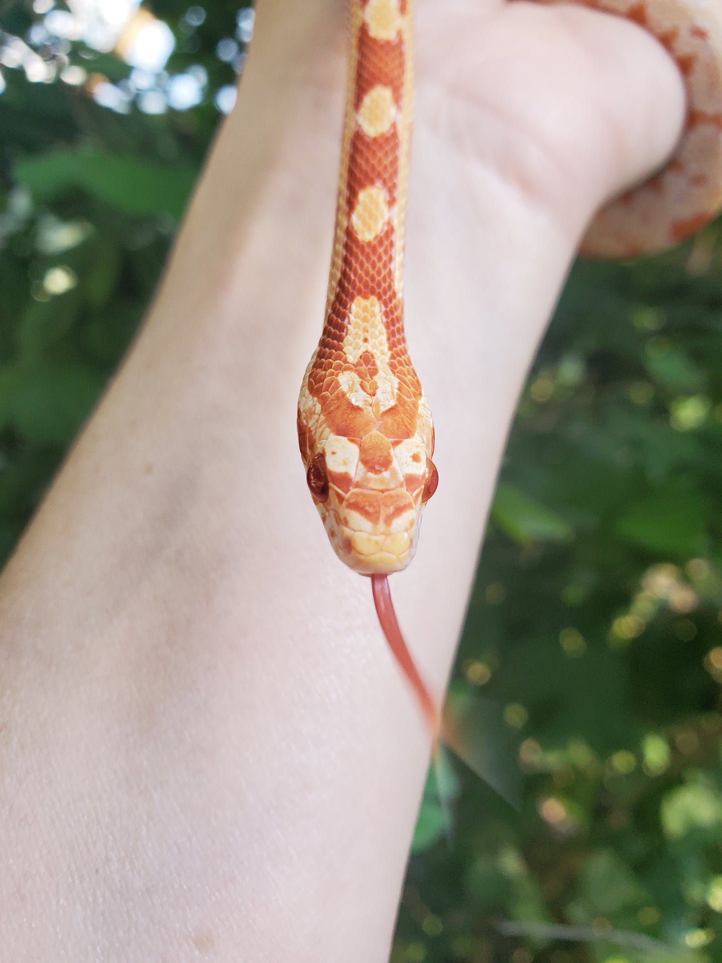 "Gobstopper" GaLe12410 Amel