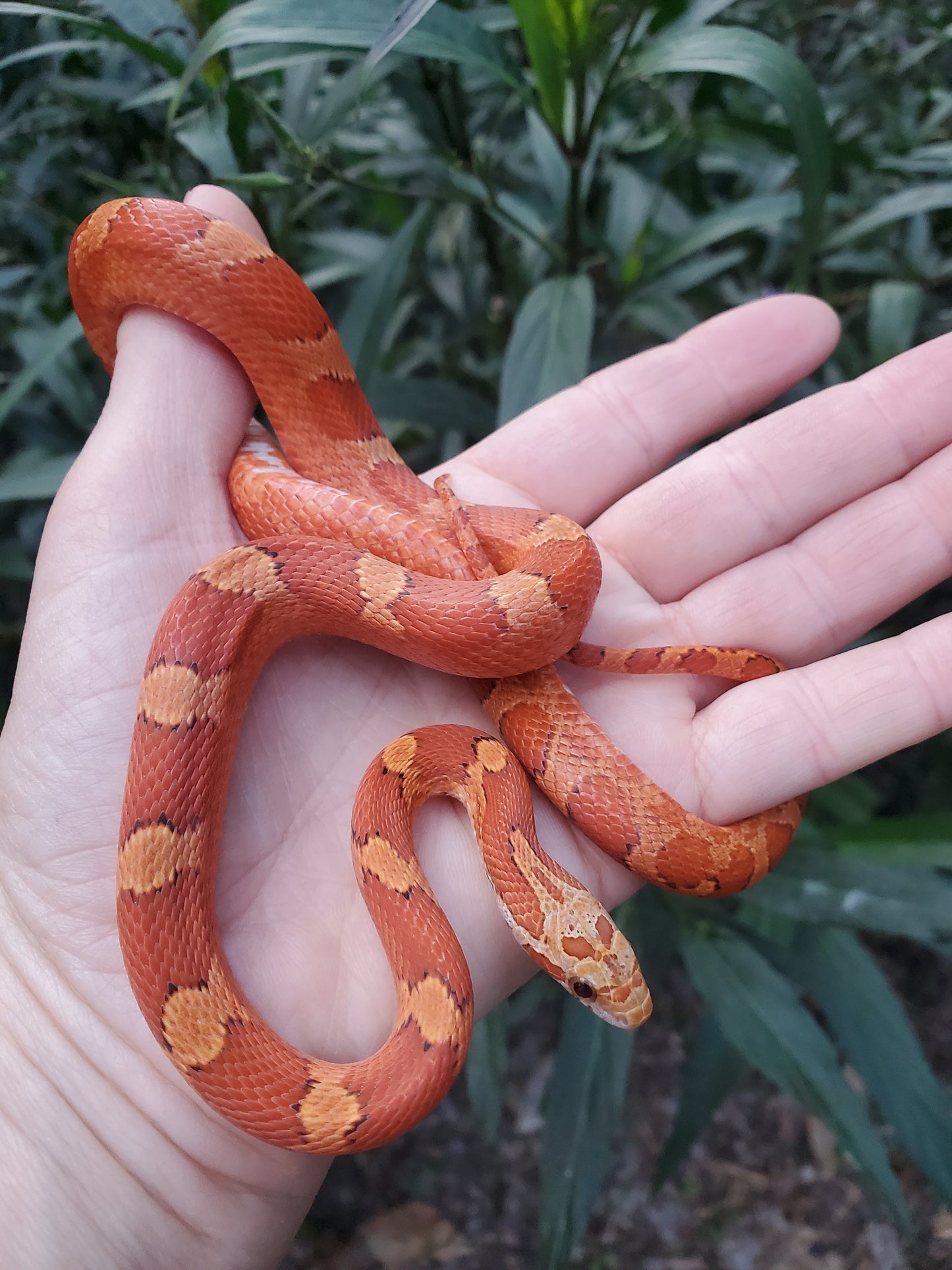 "Sweet Tart" JuMi12406 Ultra Bloodred Pied