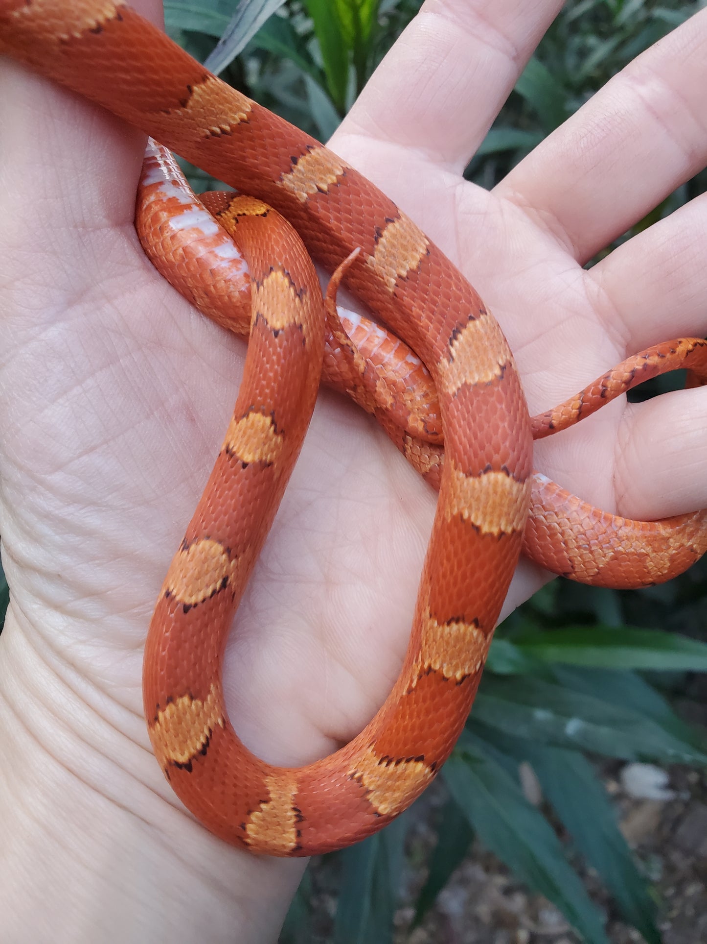"Sweet Tart" JuMi12406 Ultra Bloodred Pied