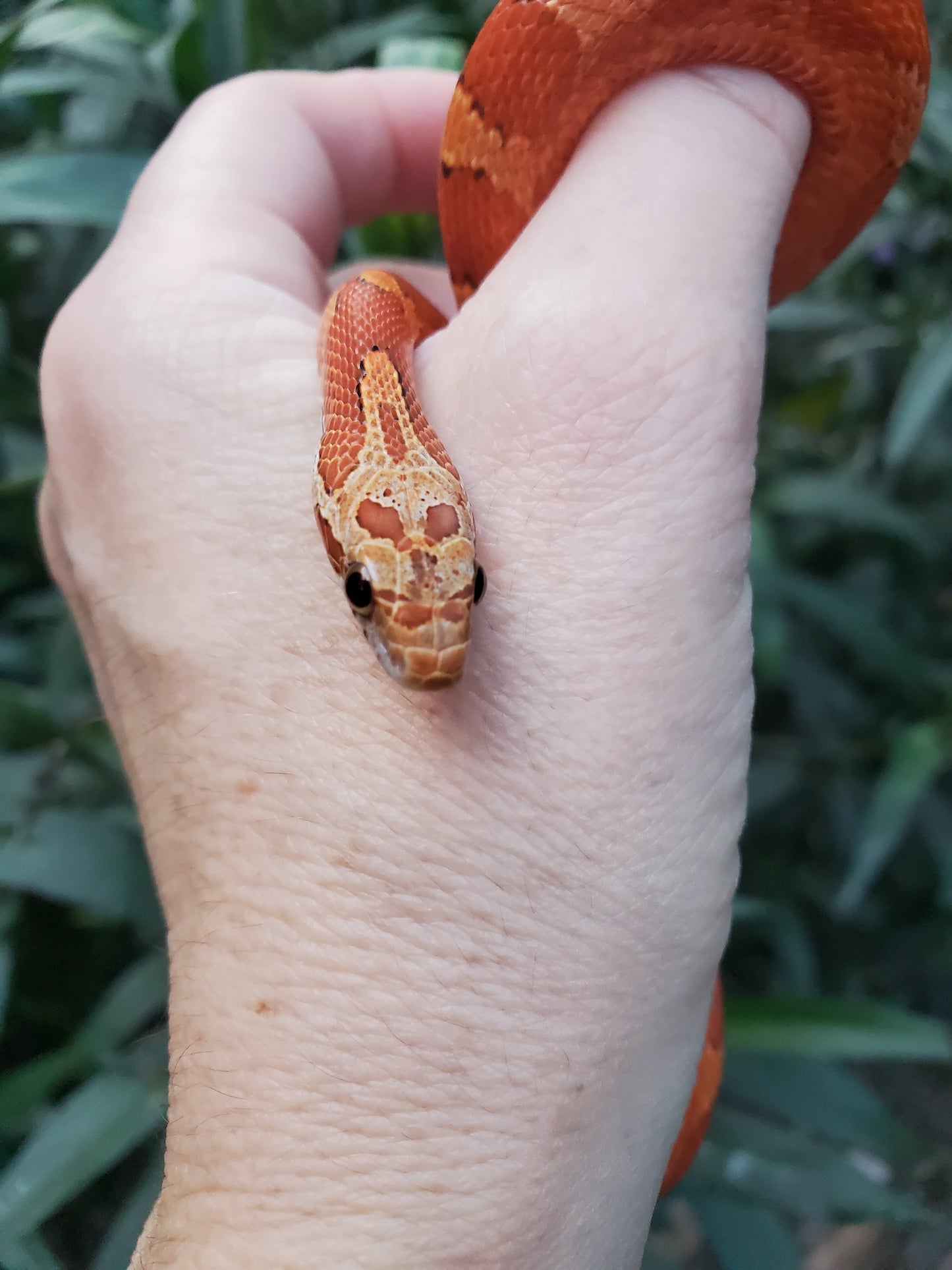 "Sweet Tart" JuMi12406 Ultra Bloodred Pied