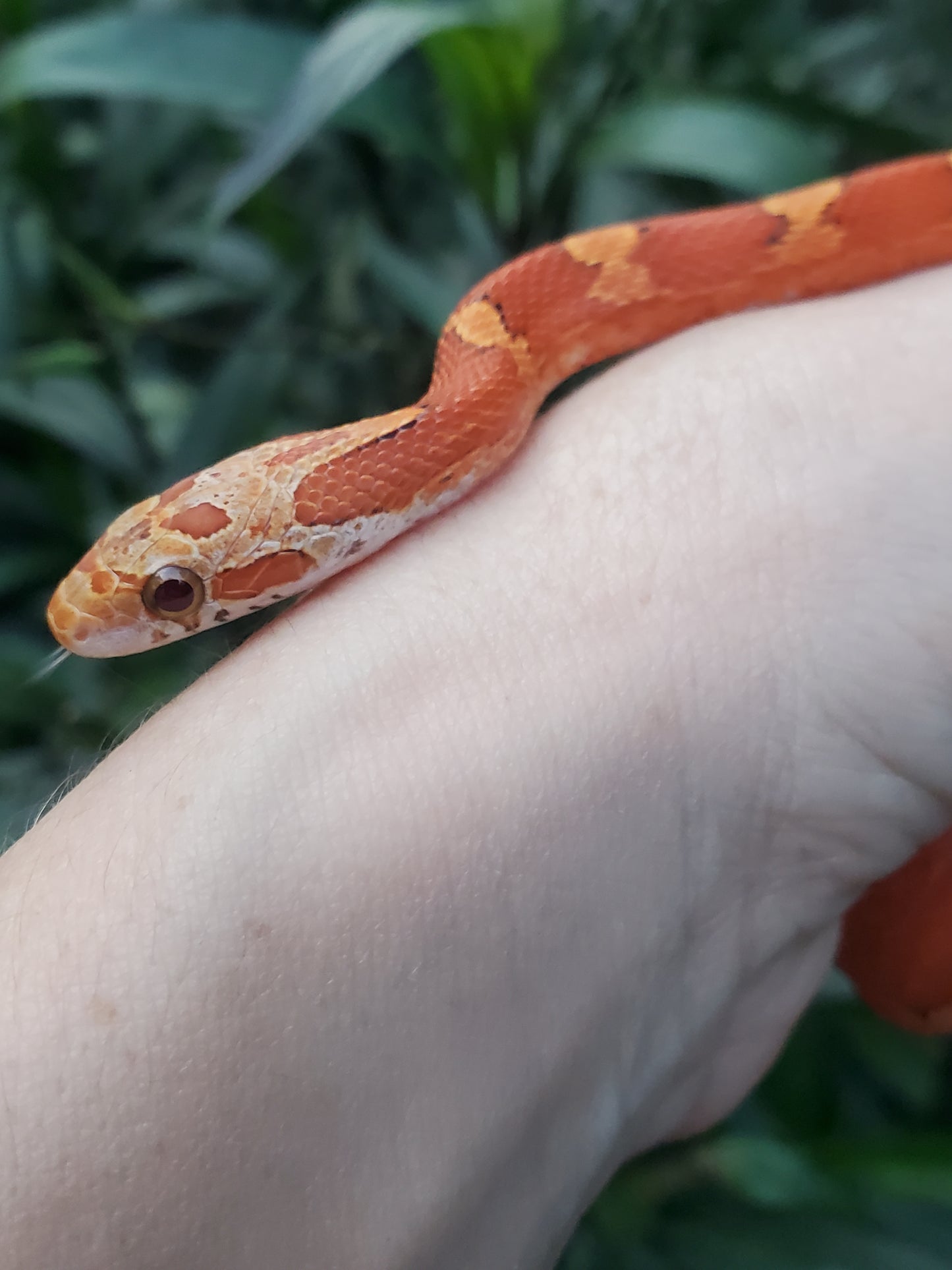 "Sweet Tart" JuMi12406 Ultra Bloodred Pied