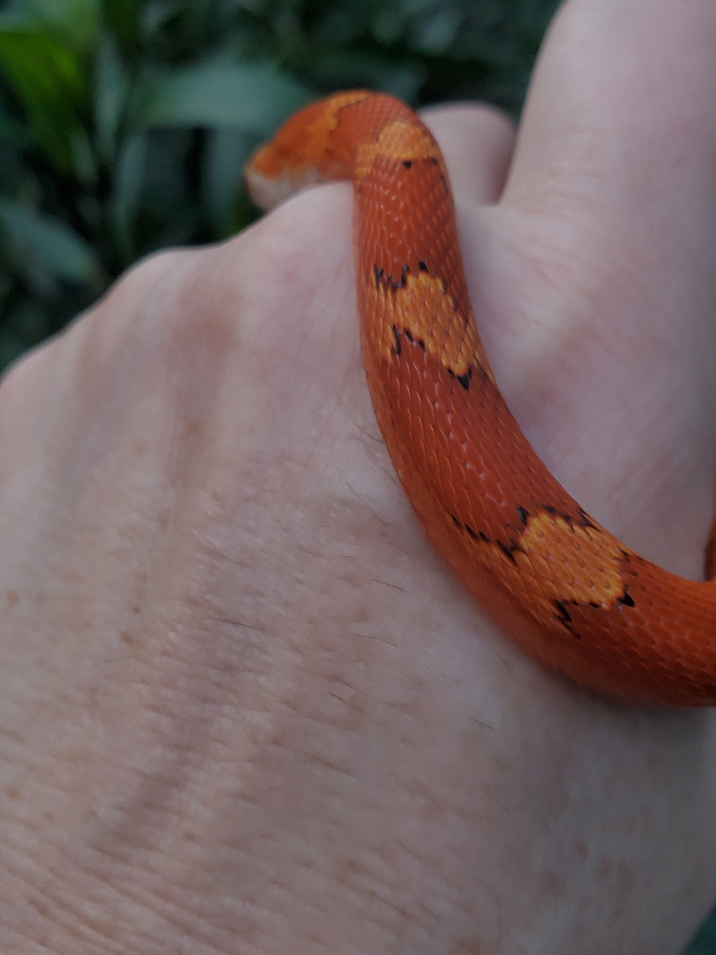 "Sweet Tart" JuMi12406 Ultra Bloodred Pied