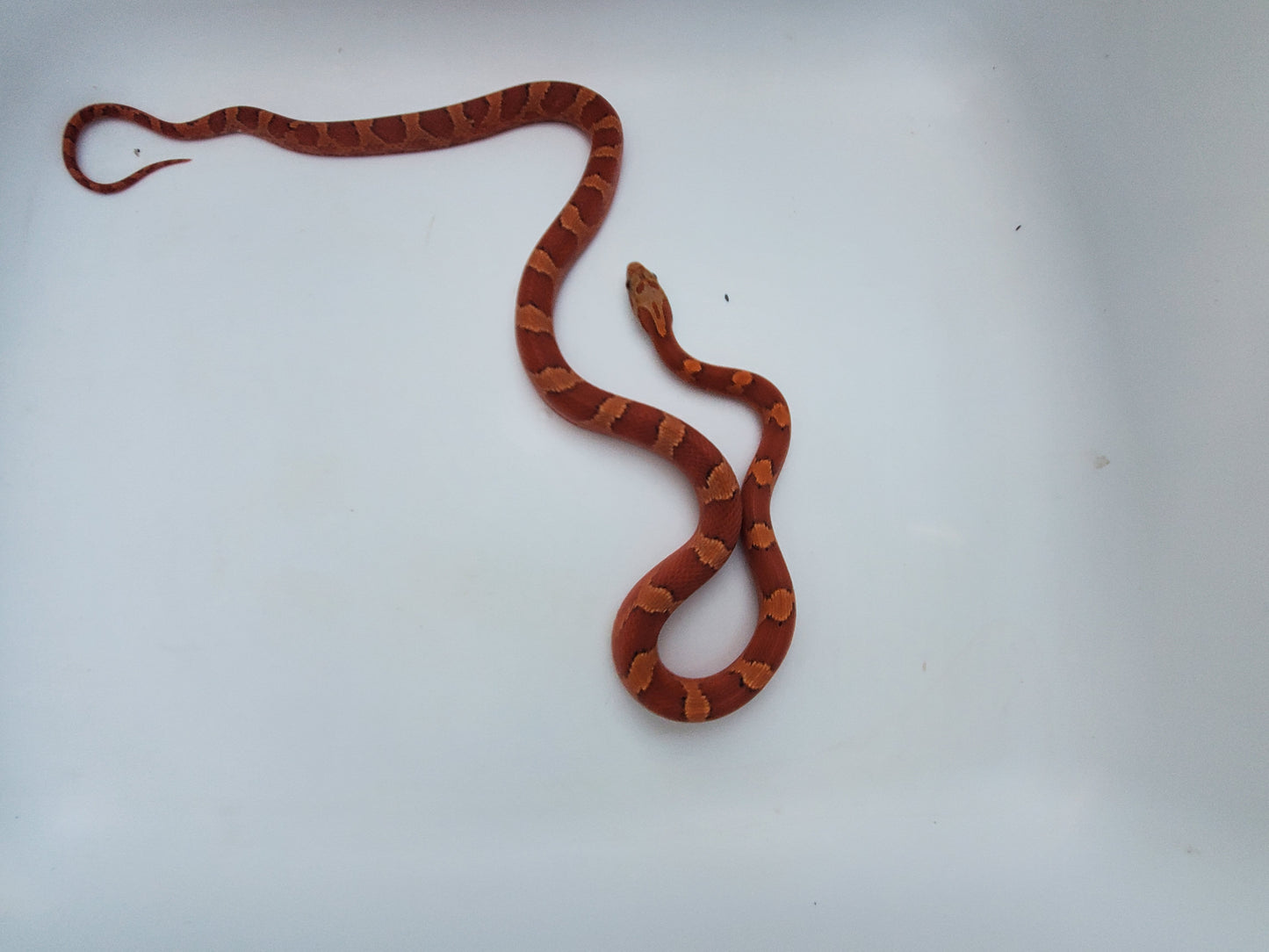 "Sweet Tart" JuMi12406 Ultra Bloodred Pied