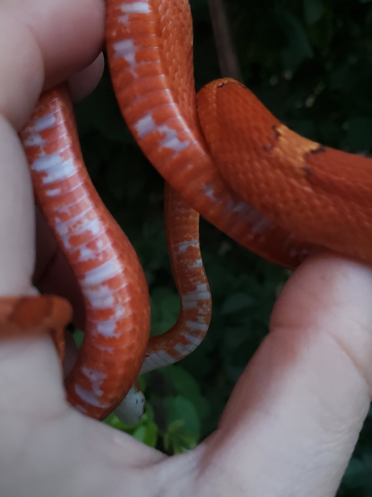 "Sweet Tart" JuMi12406 Ultra Bloodred Pied