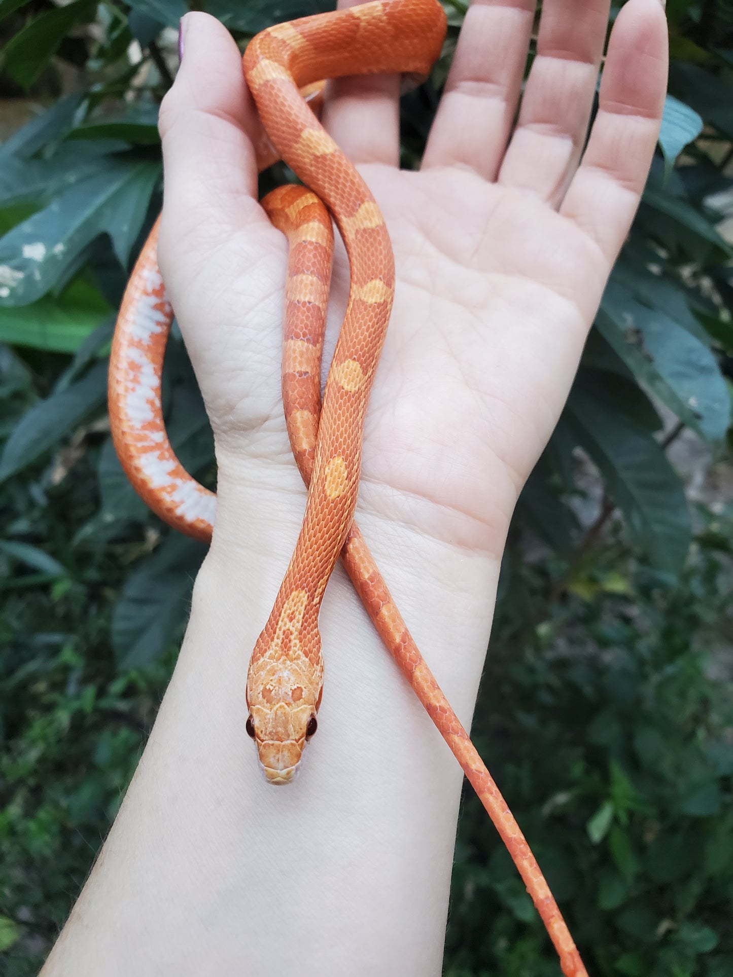 "Jolly Rancher" Hypo Ultra Bloodred Pied Jumi12403