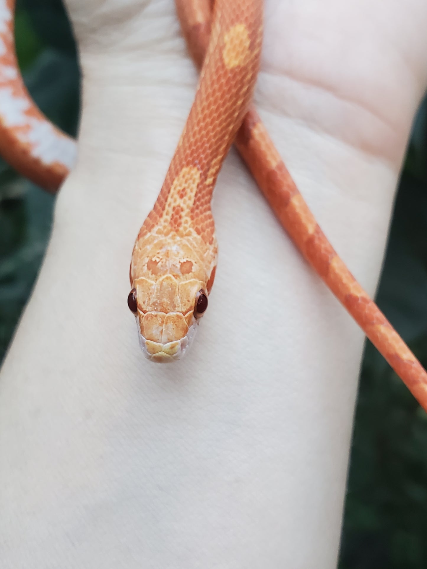 "Jolly Rancher" Hypo Ultra Bloodred Pied Jumi12403