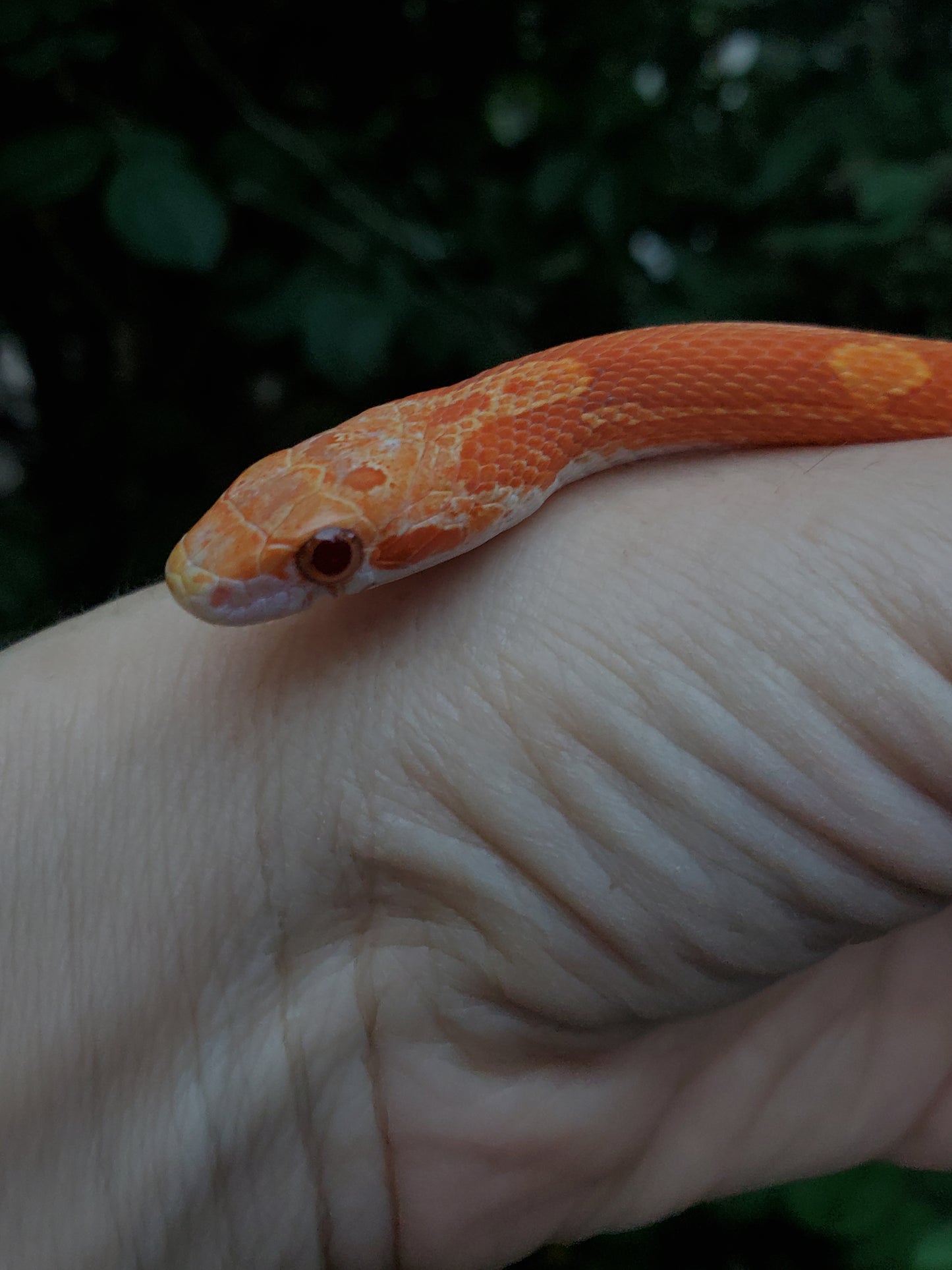 "Jolly Rancher" Hypo Ultra Bloodred Pied Jumi12403
