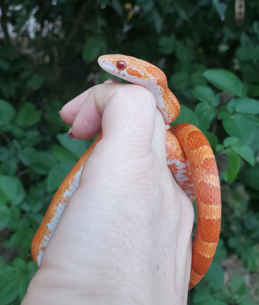"Jolly Rancher" Hypo Ultra Bloodred Pied Jumi12403