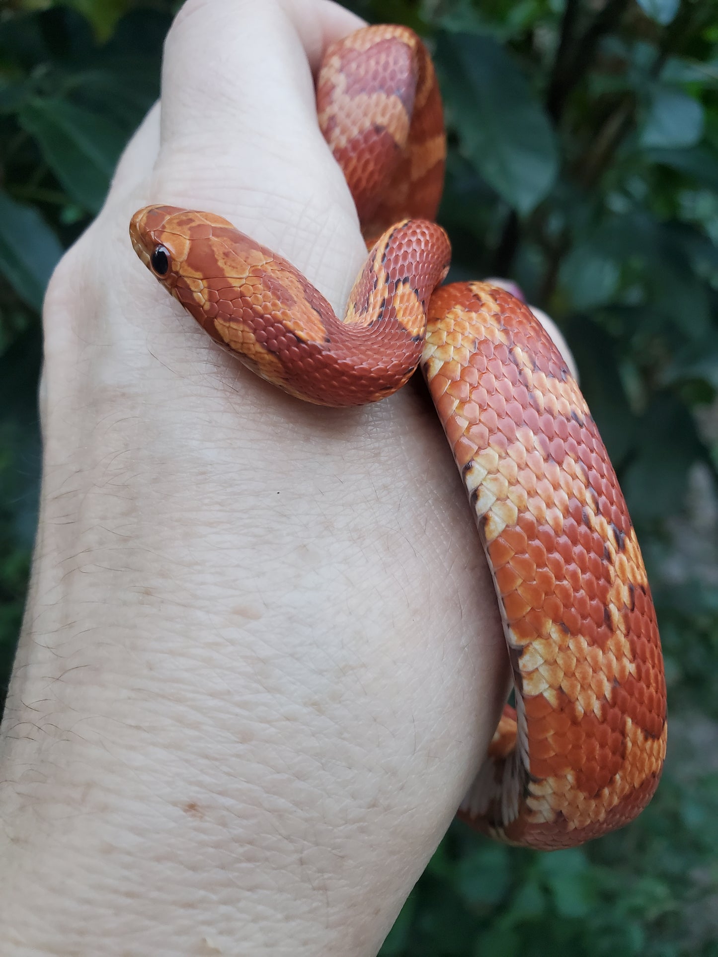 "Macaron" JuMi12413 Hypo type