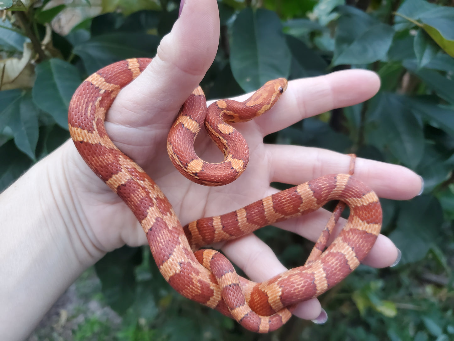 "Macaron" JuMi12413 Hypo type