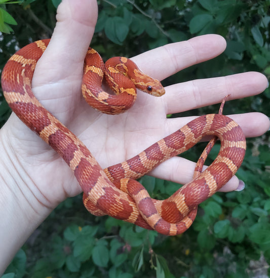 "Macaron" JuMi12413 Hypo type