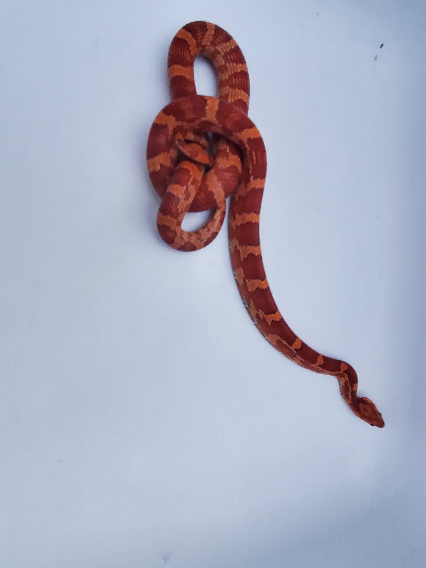 "Macaron" JuMi12413 Hypo type