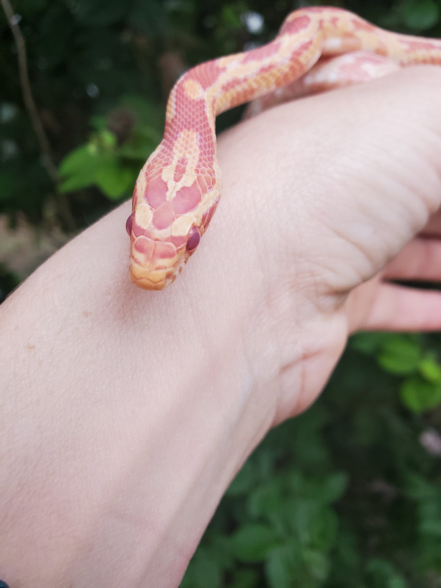 "Taffy" Amel het Caramel GaLe12415