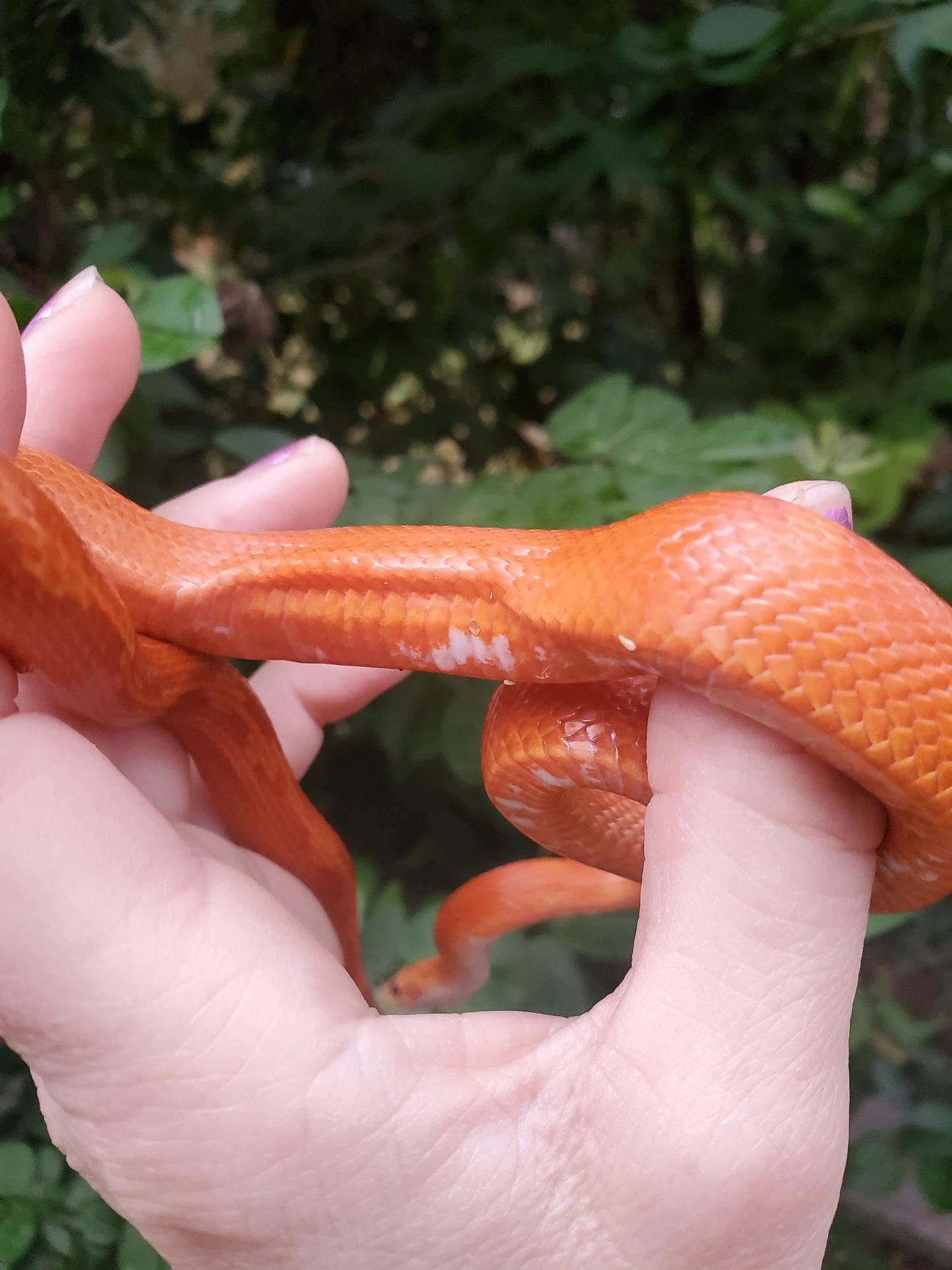"Poprocks" Hypo Ultra Bloodred Pied Motley-Stripe JuMi12408