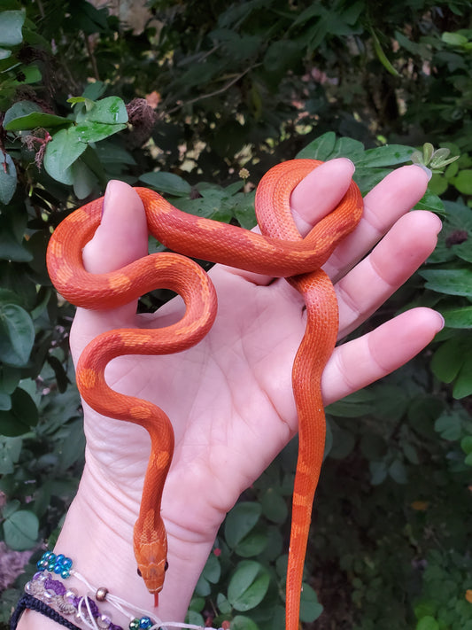 "Poprocks" Hypo Ultra Bloodred Pied Motley-Stripe JuMi12408