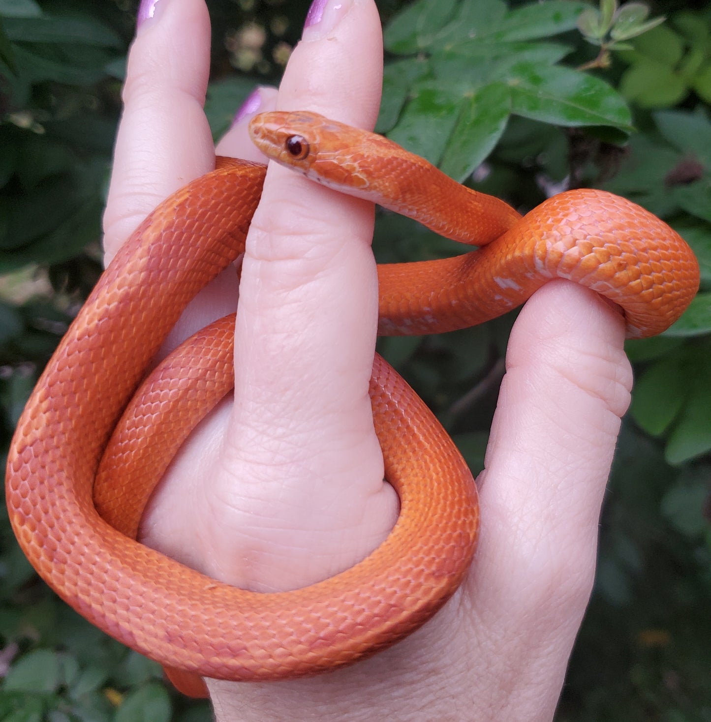 "Poprocks" Hypo Ultra Bloodred Pied Motley-Stripe JuMi12408