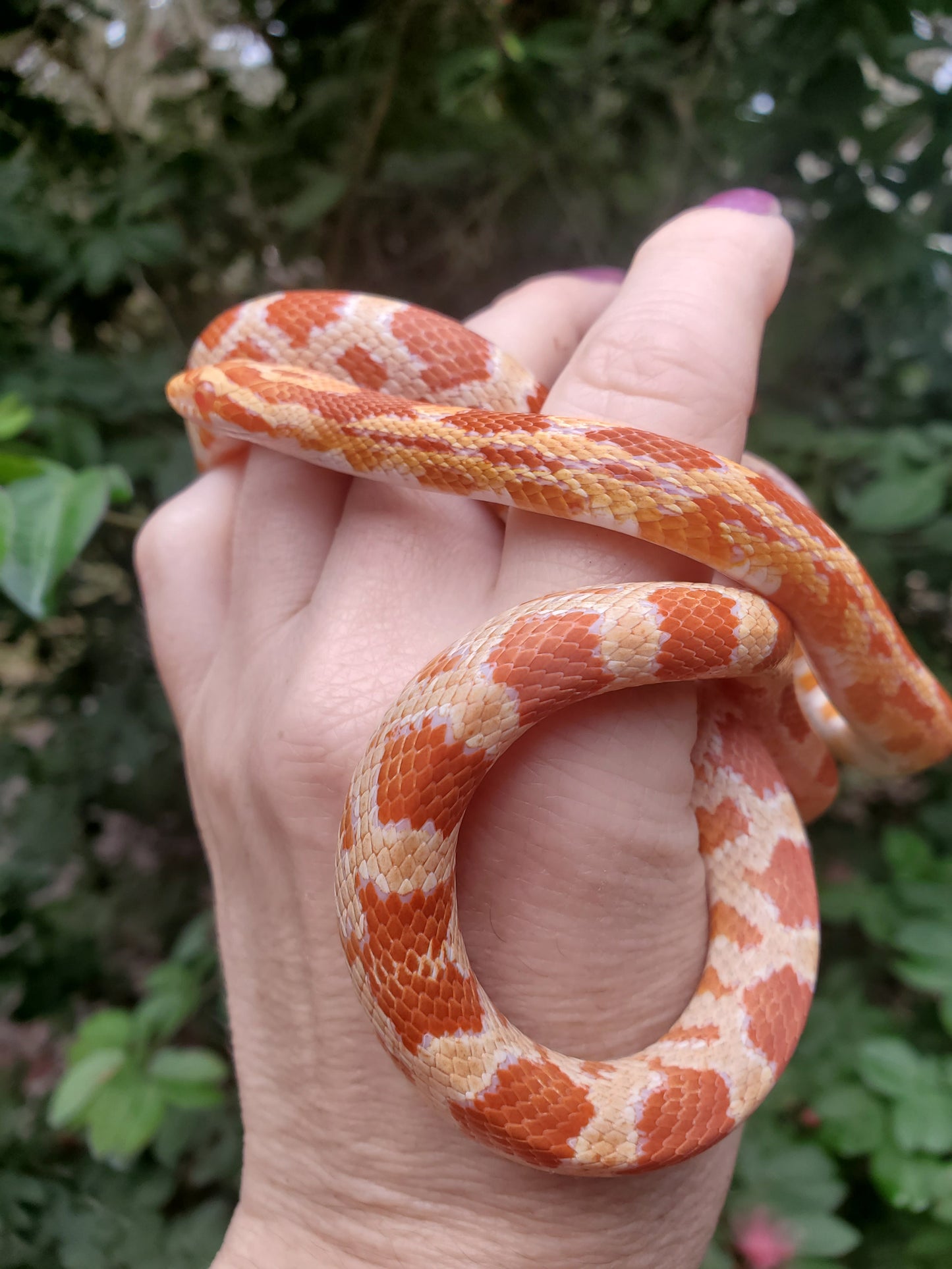 "Taffy" Amel het Caramel GaLe12415