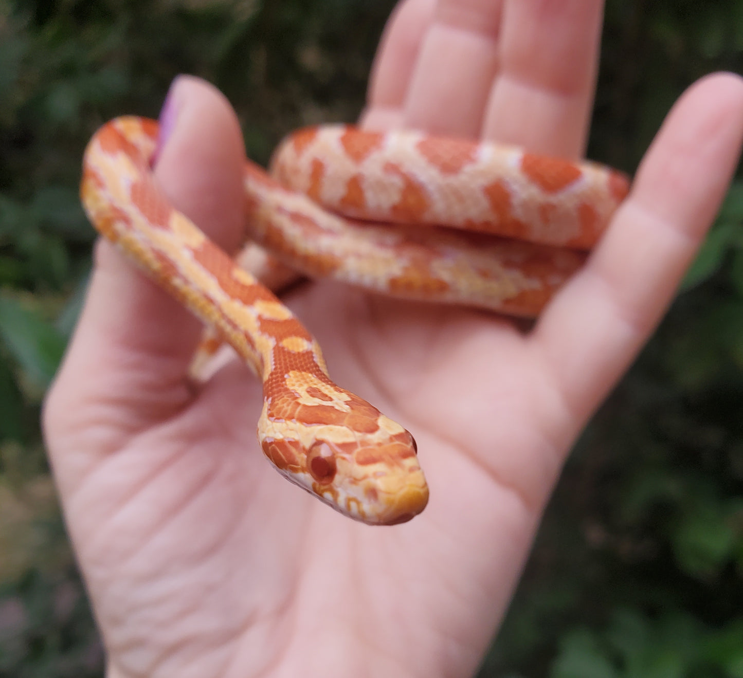 "Taffy" Amel het Caramel GaLe12415