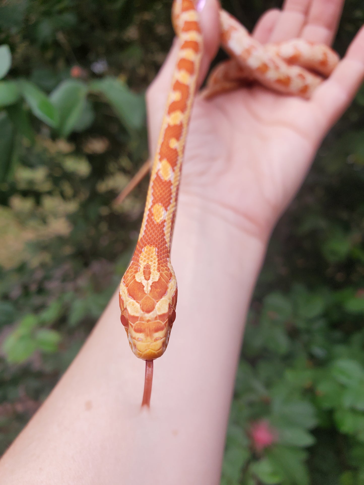 "Taffy" Amel het Caramel GaLe12415