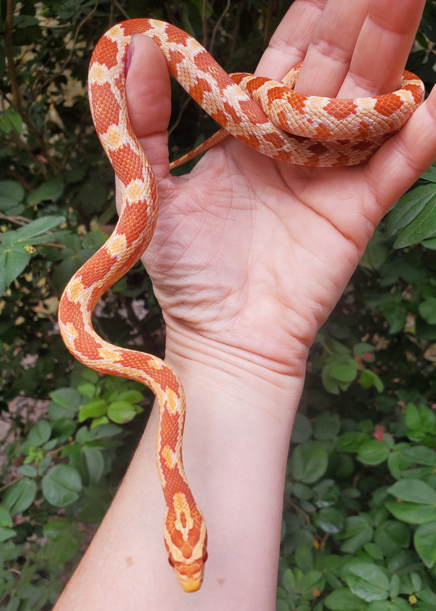 "Taffy" Amel het Caramel GaLe12415