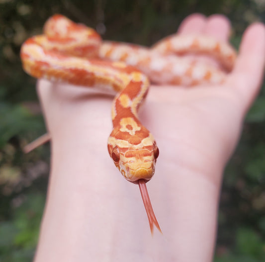 "Taffy" Amel het Caramel GaLe12415