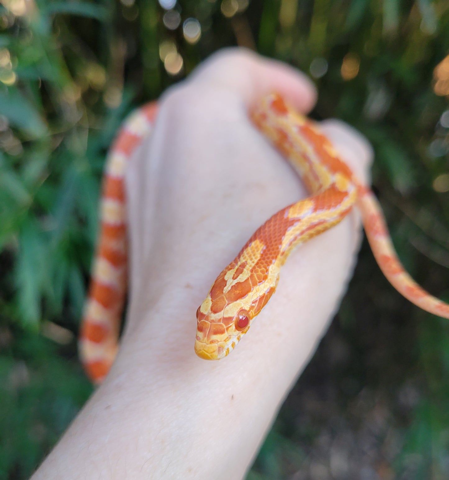 "Taffy" Amel het Caramel GaLe12415